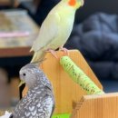 다이소 광주월곡점 이미지