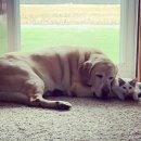 소중하개 이미지