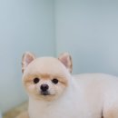 워너독 이미지