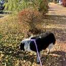 (주)펫꼬뺑이 이미지