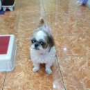 다사종합동물병원 이미지