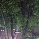 면목동 느티나무 이미지