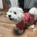 팔레트멍 이미지