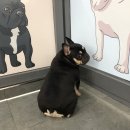 혼자두면 장판뜯어서 차린 개카페 이미지