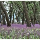 삼문송림길 이미지