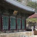 천축사 목조석가삼존불 | 친구들과 함께 봉은사 매화 향에 취하다 260321