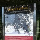 전.금강카크리닉 | 금강공원 케이블카 탑승 후기 단풍놀이 등산 주차 금정산국립공원