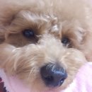 꽃단장 하개 | 광주애견미용, 호두 미용하는 곳 소개해요! #주월동 #개운하개