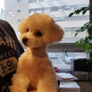 마스터그루밍클럽 네이버블로그