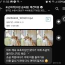 포근하개 이미지