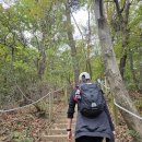 산약초와 산행 | [등산] 청계산 <원터골-매봉> 초보코스 후기