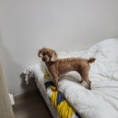 견생묭실 이미지