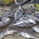 (주)황금바다 이미지