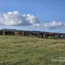 다우목장 이미지