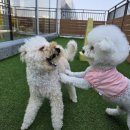 진주유치원 | 유치원, 굳이 보내야 할까? 수원에서 노원까지, 내돈내산 경험담으로 전하는 반려견 유치원 리얼 후기!