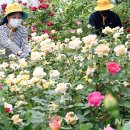 에버로즈 이미지