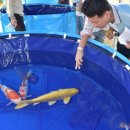 안성비단잉어 이미지