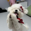 펫츠미 | 강아지 크리스마스 케이프 펫츠앤미 구매후기 내돈내산