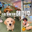 해피주 수원점 | 수원 아이와함께 가볼만한곳 실내동물카페 해피주 수원본점 내돈내산 방문후기