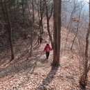 다래와 잣나무 이미지