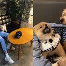 큐리애견 이미지