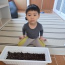 쉬운 엄마표영어 원서 추천, 75년간 베스트셀러 The Carrot seed