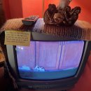 미드나잇 롤러코스터 클럽 이미지