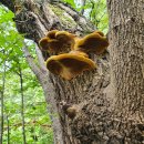 심심산골 이미지