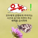 61년산 송앙치 4월23일 화요일 이미지