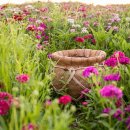 대림애견 이미지