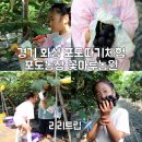 서해농장 | 경기 화성 아이랑 포도따기체험 포도농장 꽃마루농원