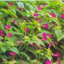 정아수퍼 이미지