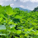 들깨나라 이미지