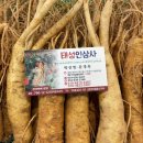 태성인삼사