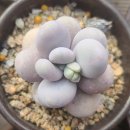 동명광택 이미지