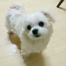 연이동물병원 이미지