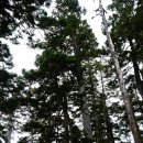 온산경로식당 | 대만 옥산 주봉 트레킹 ④ 옥산 주봉(玉山主峰) 완등과 하산, 히치하이킹으로 아리산버스정류장 이동...