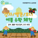 동진농장 | [익산/부안] 감자/멜론/오디 여름 수확 체험