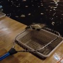 집중짱바둑교실(A) | 천안 두정동 실내데이트 추천 실내낚시🎣 물고기 짱많은 러브낚시카페 천안점