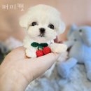 퍼피캣 애견미용 애견호텔 양재내곡본점 | 서초구 애견 강아지 분양 퍼피캣 애견 정보