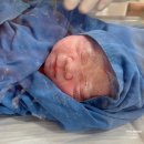 Dr.남동물병원 | [출산후기] 신도림 아름제일병원 경산모 37주 0일 제왕절개수술 후기