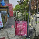 [파주/헤이리] The 커피에반하다 헤이리점 아이스 아메리카노