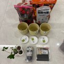 아이와 식물 키우기 2탄 딸내미와 새싹 분갈이 하기