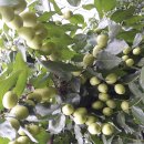 절골농장 이미지