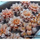 양식요리기능사(야간) 이미지