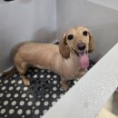 개이쁘댕 이미지