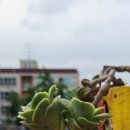 정진다육