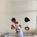 행복한 애견 미용 | 명지애견미용 아이와 행복한 시간을 만들어주는 포블포블 후기