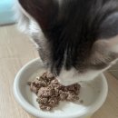 산호헬스 | 🐱 산호랑 랑이의 건강 지킴이, 레서피 브이 멀티 비타민 캣 체험 후기 💊