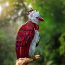 Rainbow Harpy Eagle 이미지